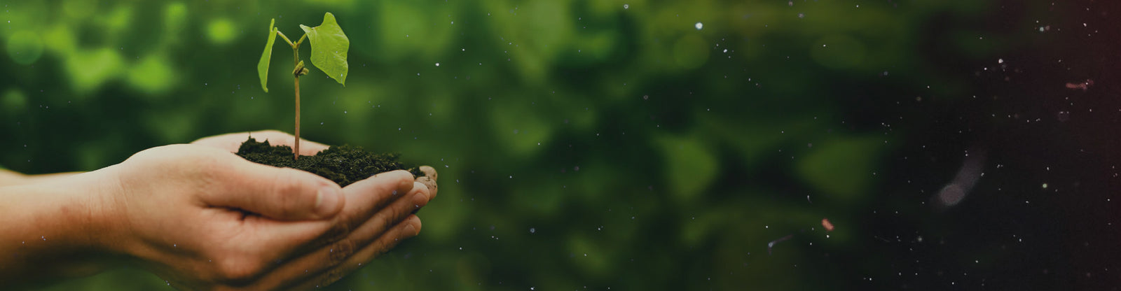 En Café Caribe estamos comprometidos con el planeta